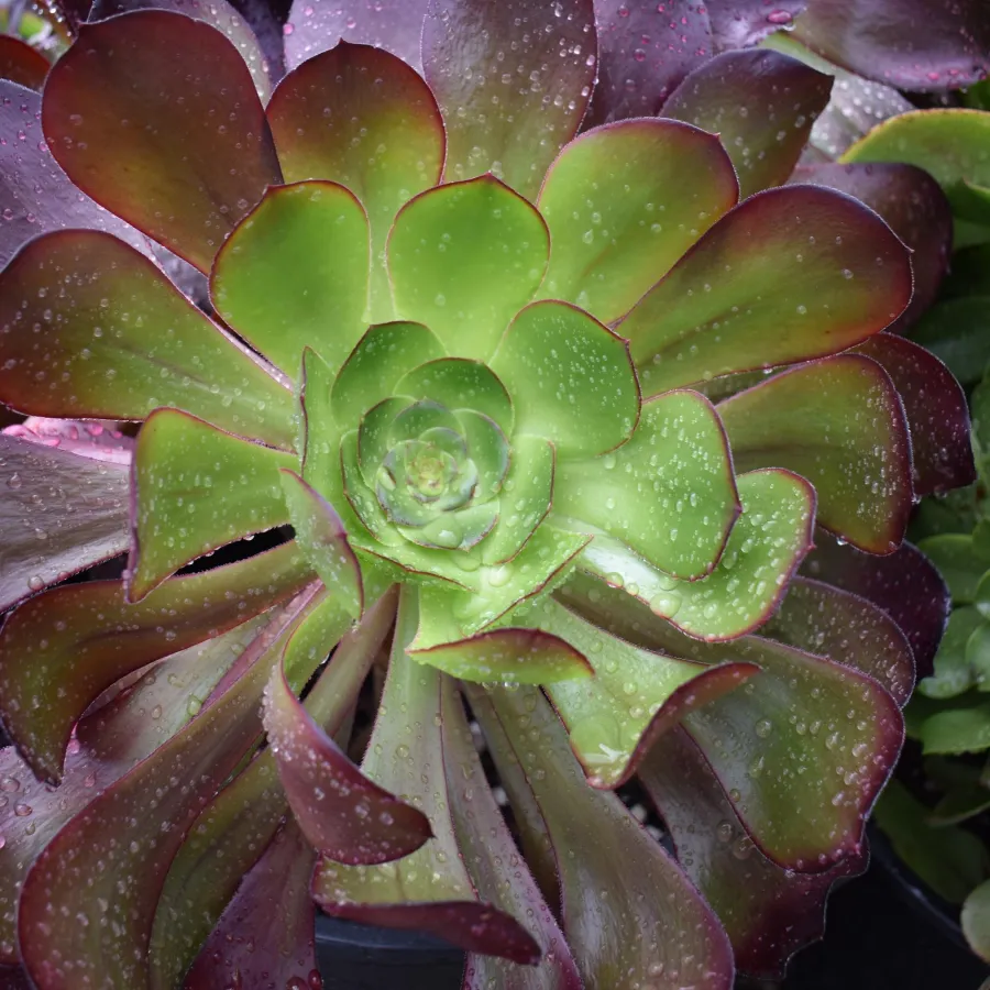 Close-up of a green and purple succulent plant with water droplets on its thick fleshy leaves.