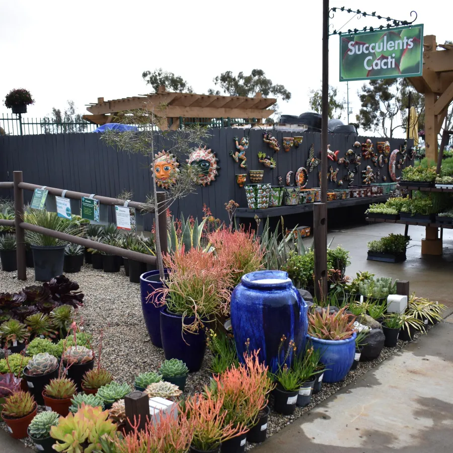 Outdoor garden center display of various potted succulents and cacti under a shaded pergola and decorative wall art.