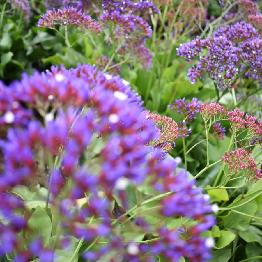 Purple and pink flowering plants with green leaves in a garden setting under natural light.