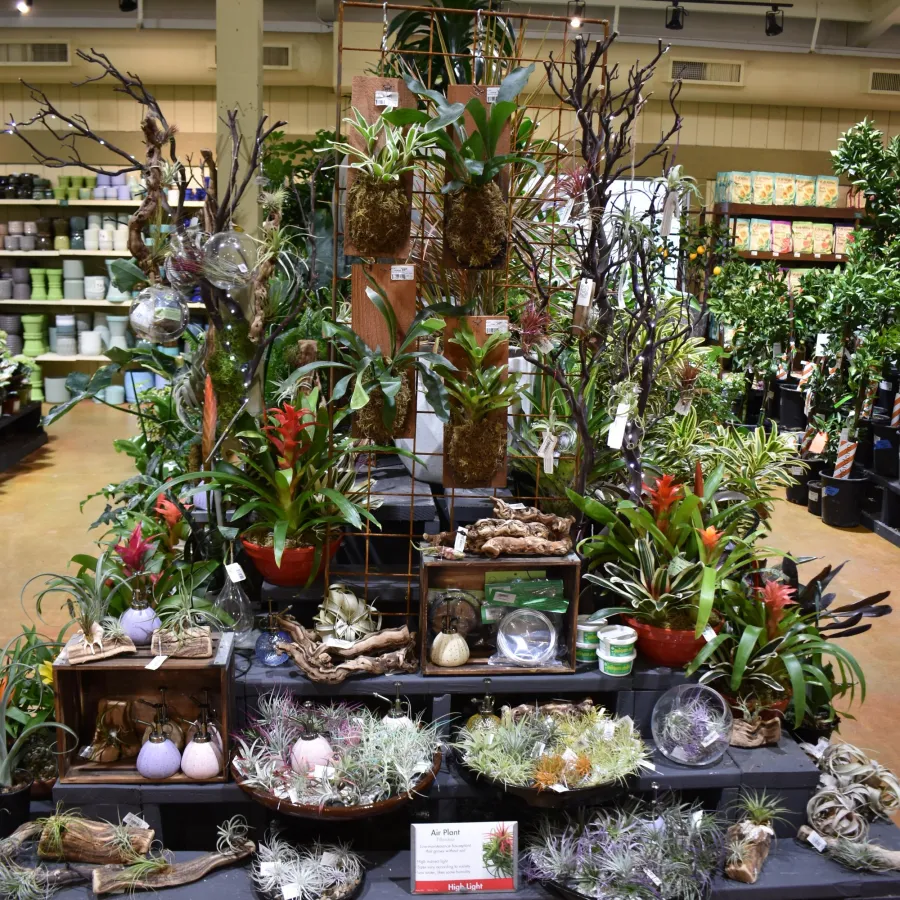 Display of various air plants, bromeliads, and decorative plant arrangements in a garden shop interior.