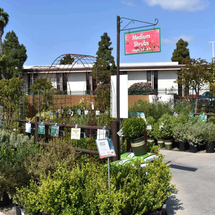 Outdoor plant nursery section with medium shrubs in pots under a clear blue sky with signage.