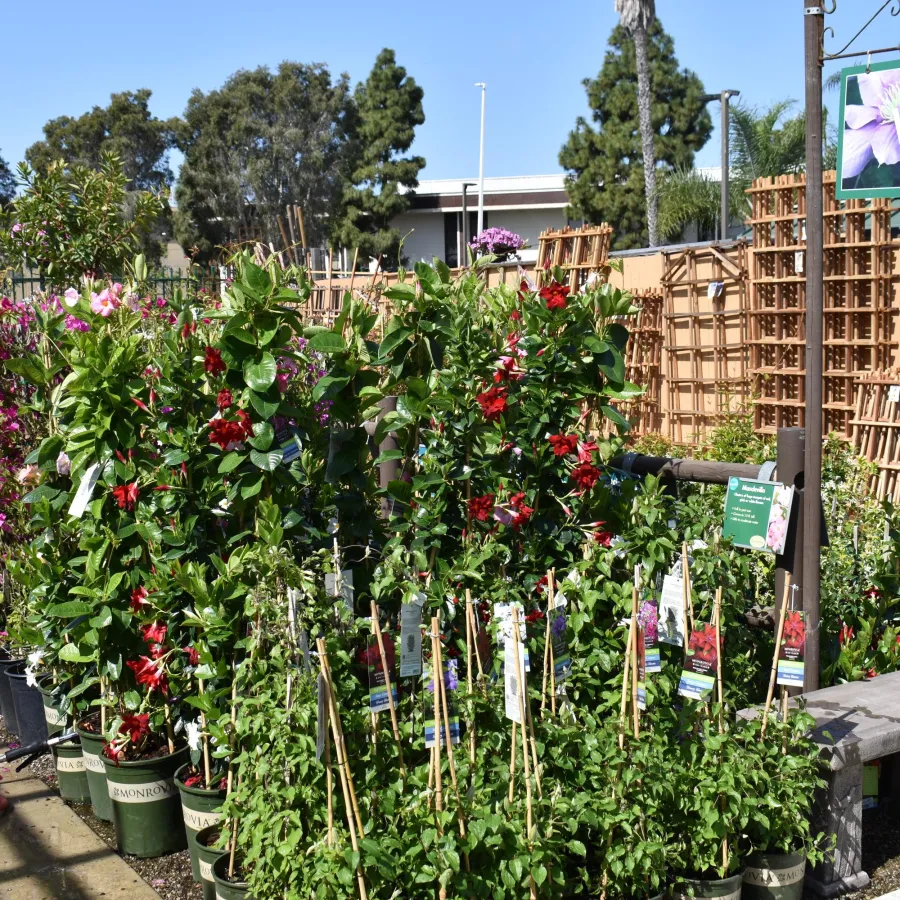 Outdoor plant nursery section featuring vibrant flowering vines in pots with a wooden bench nearby under a 'Vines' sign.