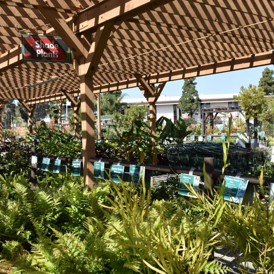 Outdoor nursery section with shade plants displayed under wooden pergola in sunlight and shadow.