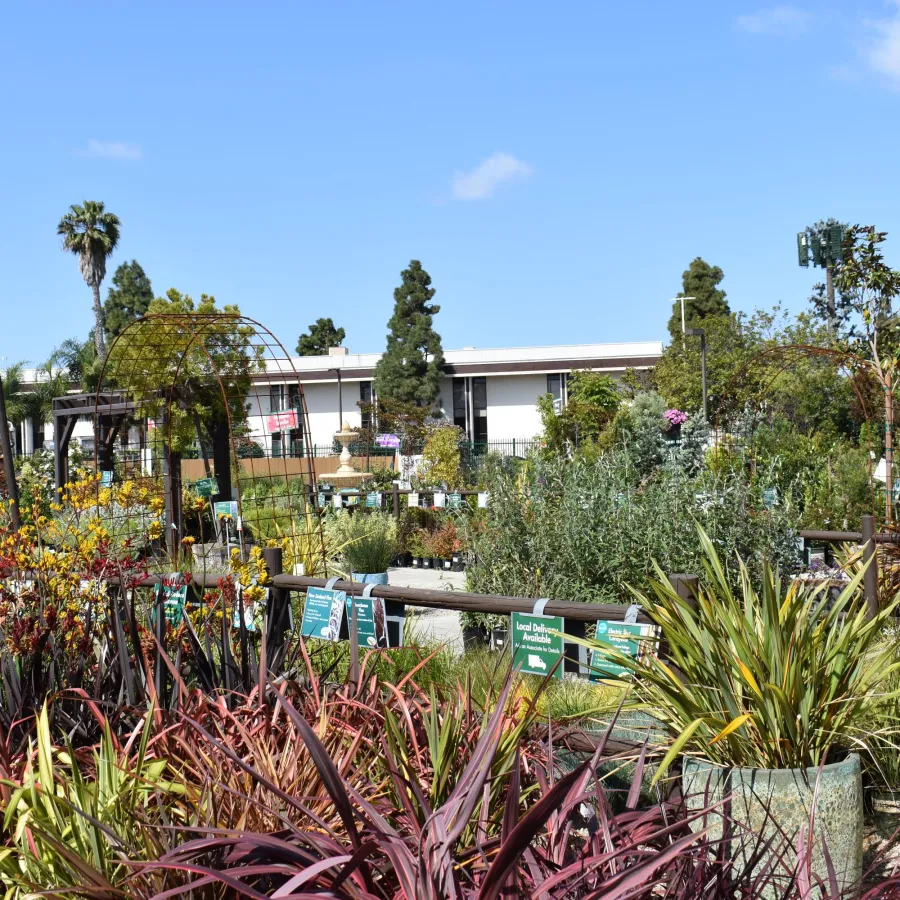 Outdoor garden center with a variety of colorful plants and shrubs under a clear blue sky.