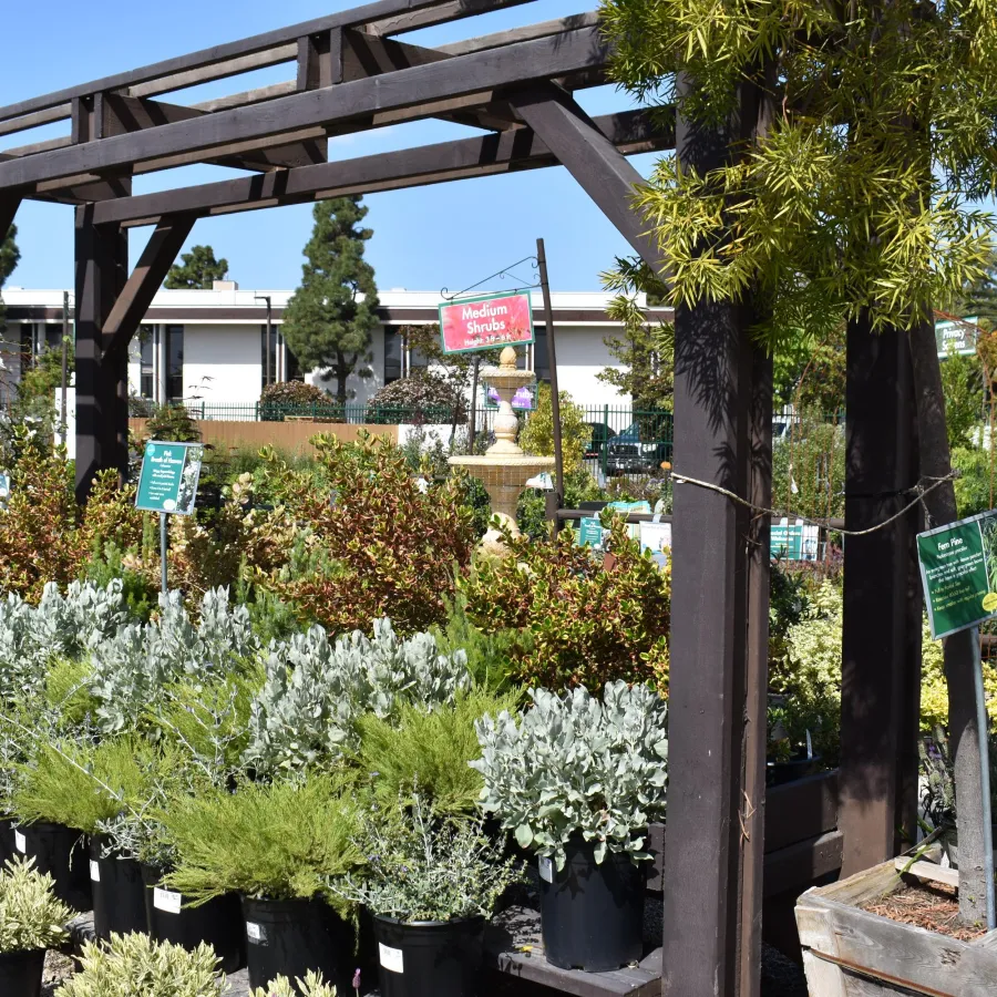 Outdoor garden center with various potted shrubs and plants displayed under a wooden pergola on a sunny day.