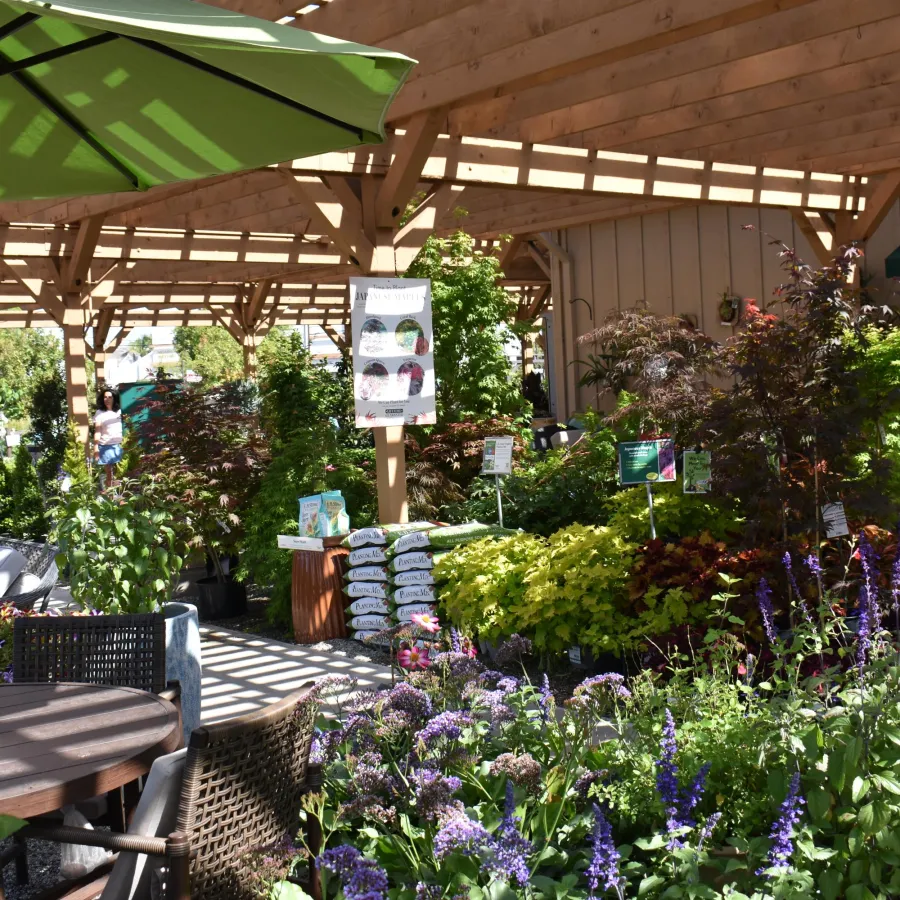 Outdoor garden center with flowering plants, green umbrella, wicker furniture, and wooden pergola structure on a sunny day