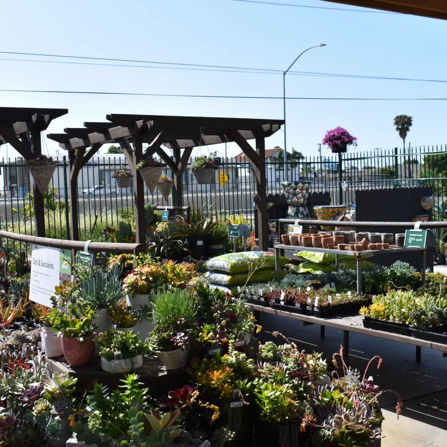 Outdoor nursery with various potted succulents and plants displayed under wooden pergolas on a sunny day.