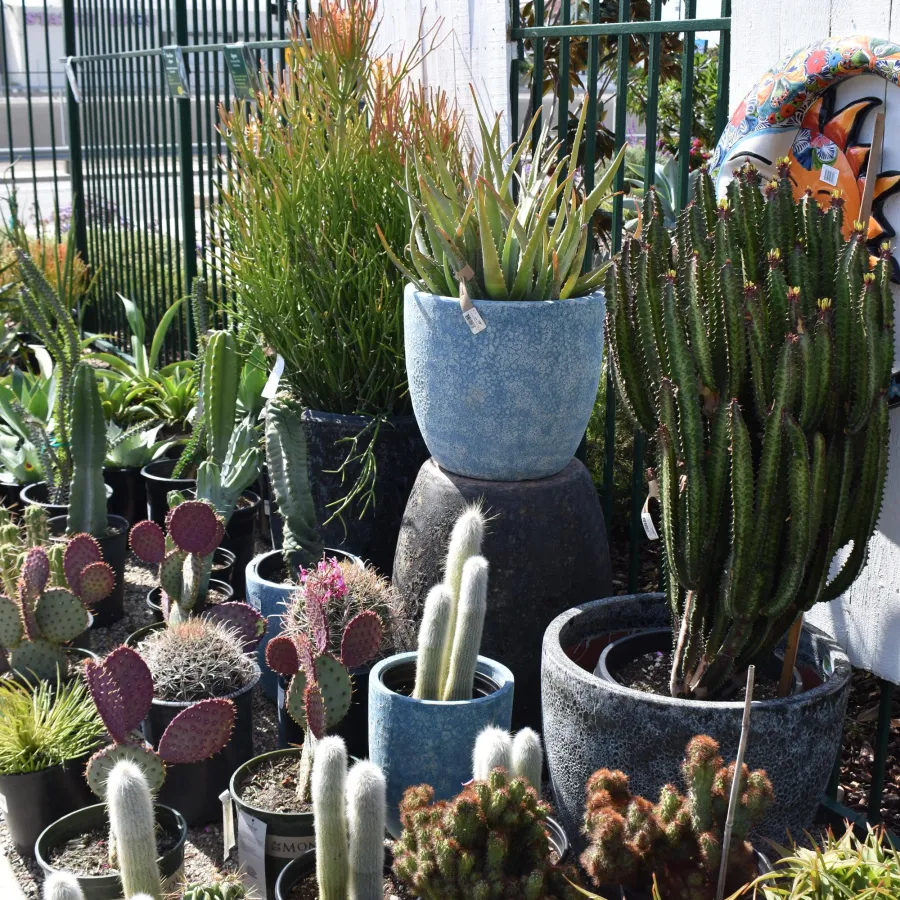 Potted cacti and succulents of various shapes and sizes displayed outdoors along a metal fence under sunlight.