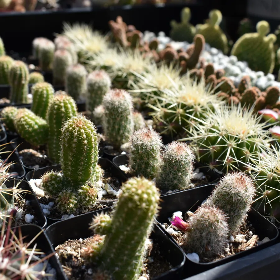 Close-up of various small potted cacti with different shapes and spines in bright sunlight.