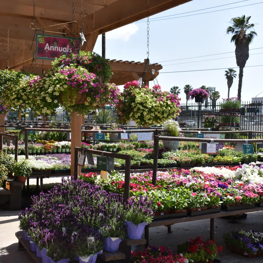 Colorful hanging baskets and flower beds under a wooden shade at a sunny garden center with palm trees.