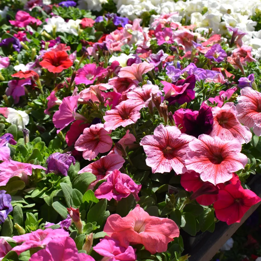 Vibrant petunias in shades of pink, purple, white, and red blooming in a garden bed under sunlight.