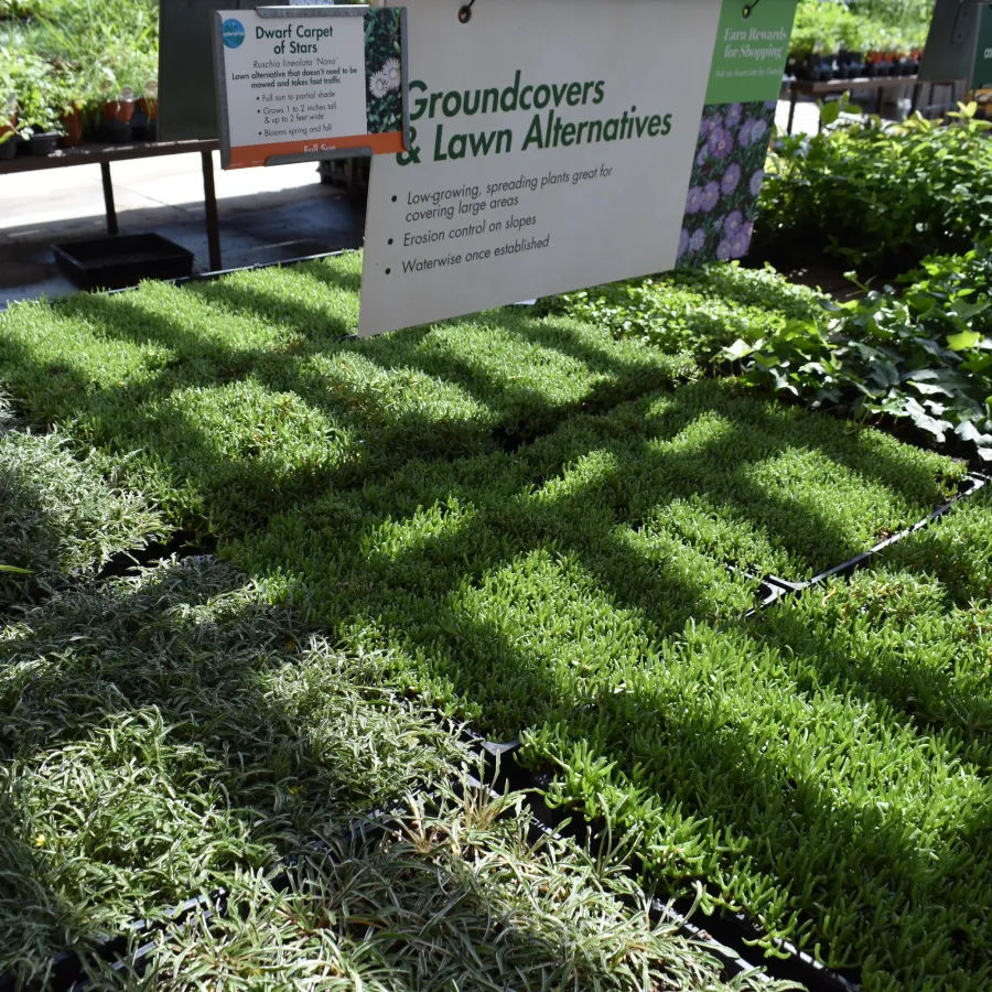 Various groundcover plants displayed in trays under a shaded outdoor nursery sign for lawn alternatives