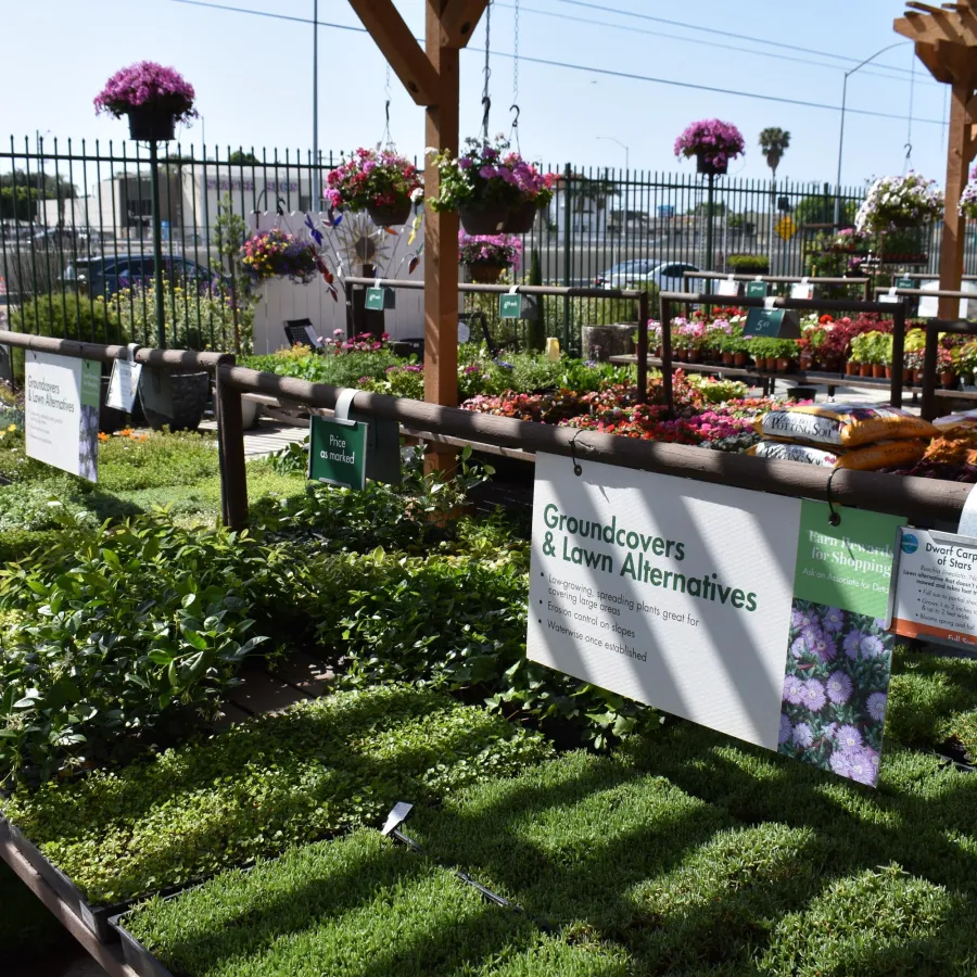 Outdoor garden center with green groundcovers, hanging flower baskets, and lawn alternative plants on display.
