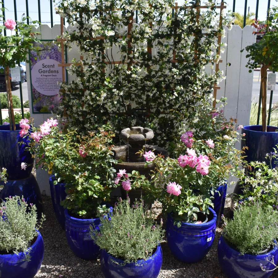 Scent garden with pink roses and green plants in blue pots around a small stone fountain outdoors