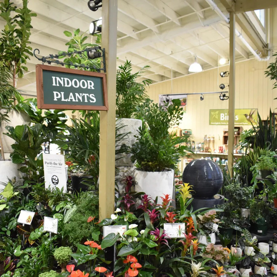 Indoor plants display with diverse green foliage and potted flowers in a garden center under wooden beams.