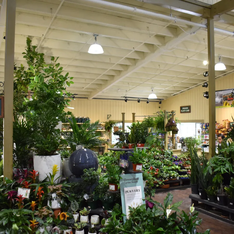 Spacious indoor plant section with diverse greenery and flowers under bright ceiling lights in a garden center.