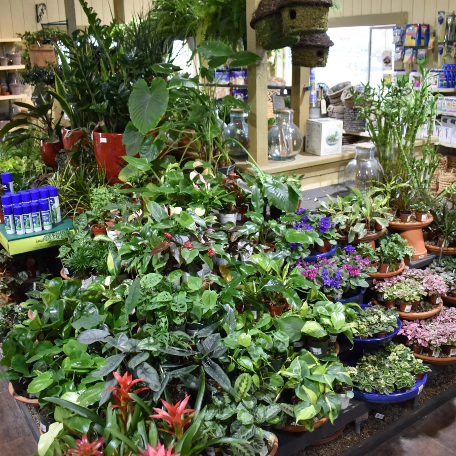 Variety of green plants and colorful flowers displayed on shelves in a garden center with gardening supplies.