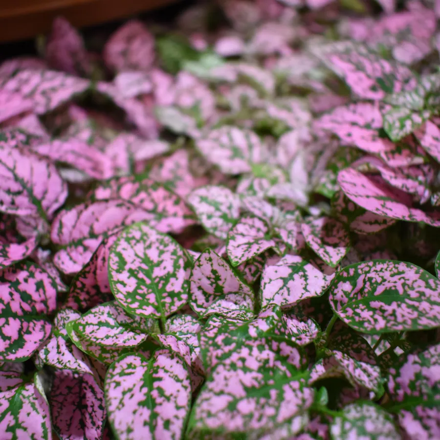 Close-up of vibrant pink and green polka dot leaves densely packed in a lush garden setting.