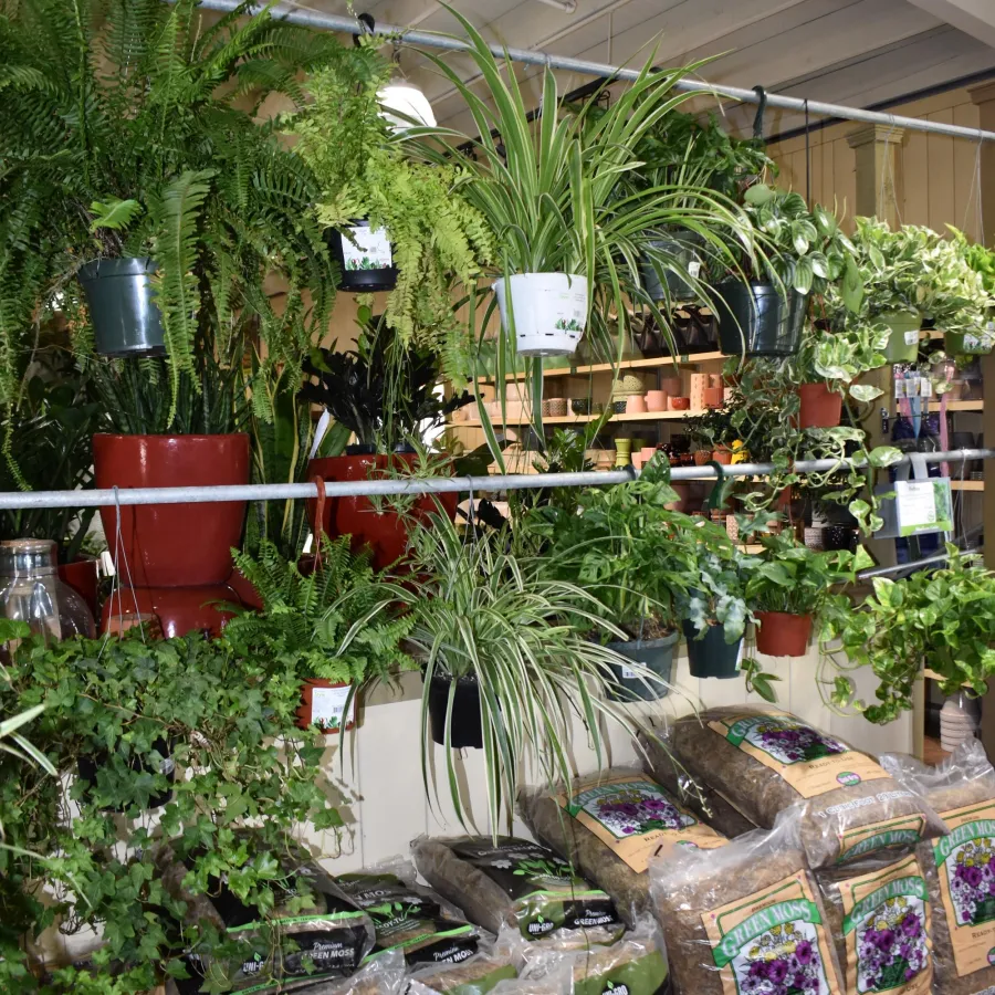 Indoor plants hanging and potted with bags of green moss soil displayed below on wooden floor