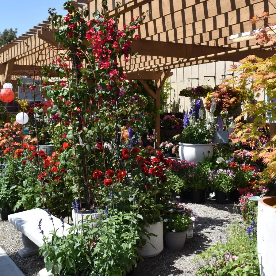 Outdoor garden center with vibrant flowering plants under wooden pergola on a sunny day.