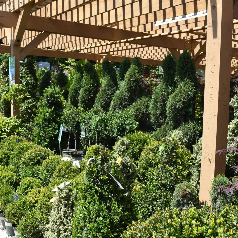 Outdoor nursery with various shaped topiary plants under a wooden pergola on a sunny day
