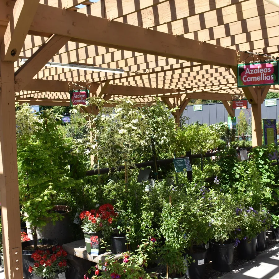 Outdoor plant nursery with azaleas, camellias, and various shrubs under wooden pergola with sunlight shadows.
