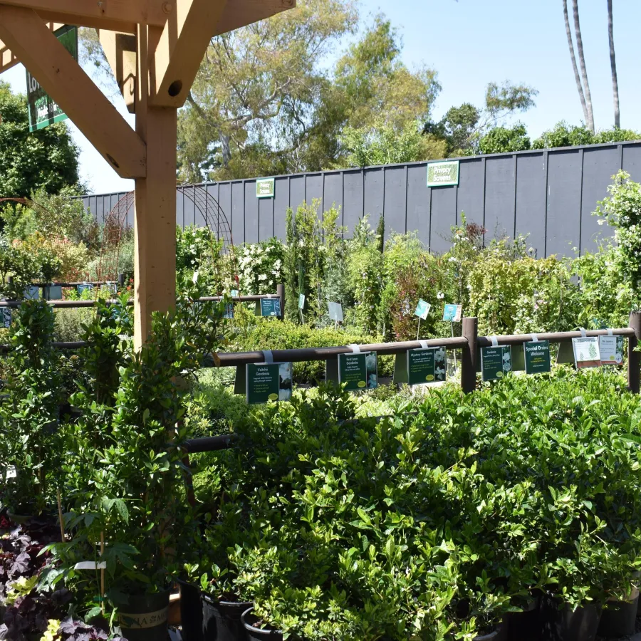 Outdoor garden center with a variety of potted green plants and shrubs under a wooden pergola on a sunny day