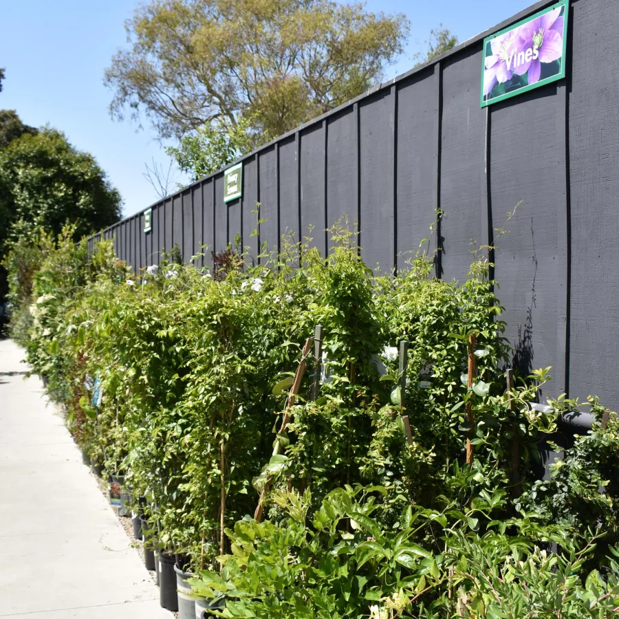 Rows of green potted vine plants lined up beside a black fence under clear blue sky.