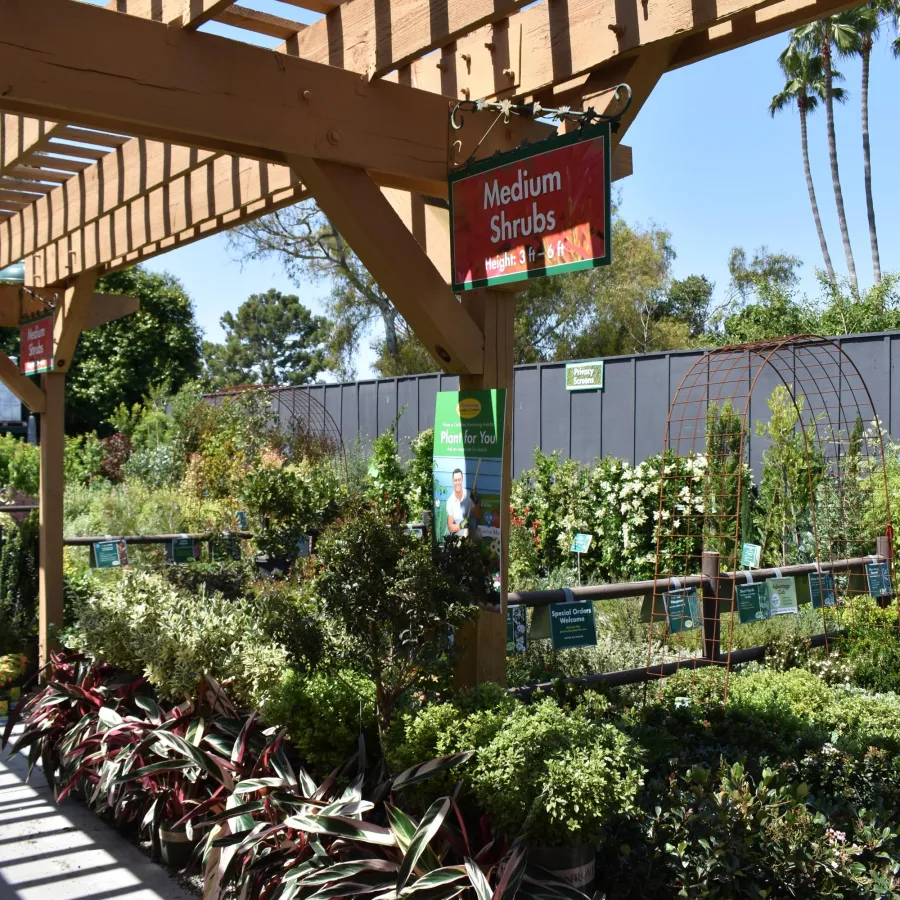 Outdoor garden center with medium shrubs under wooden pergola and clear blue sky on sunny day.