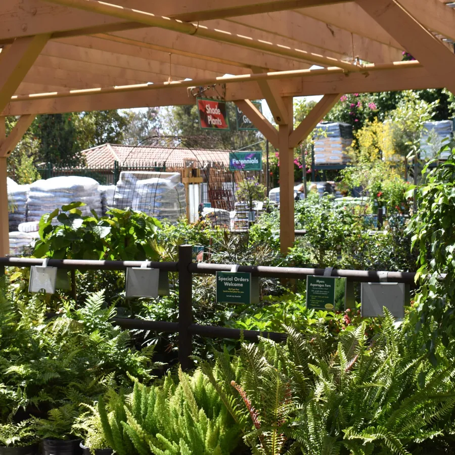 Outdoor garden center with lush green ferns and plants under wooden pergola on sunny day