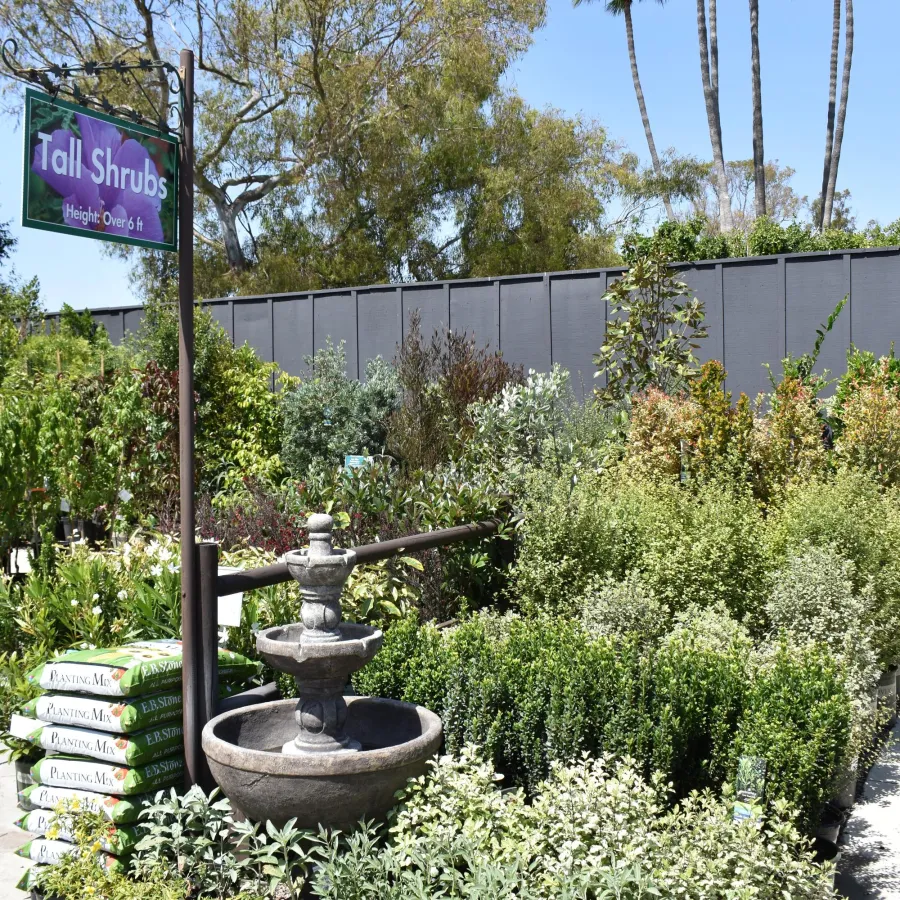 Nursery section with tall shrubs above 6 feet, assorted green plants, bags of planting mix, and a stone fountain under clear sky.