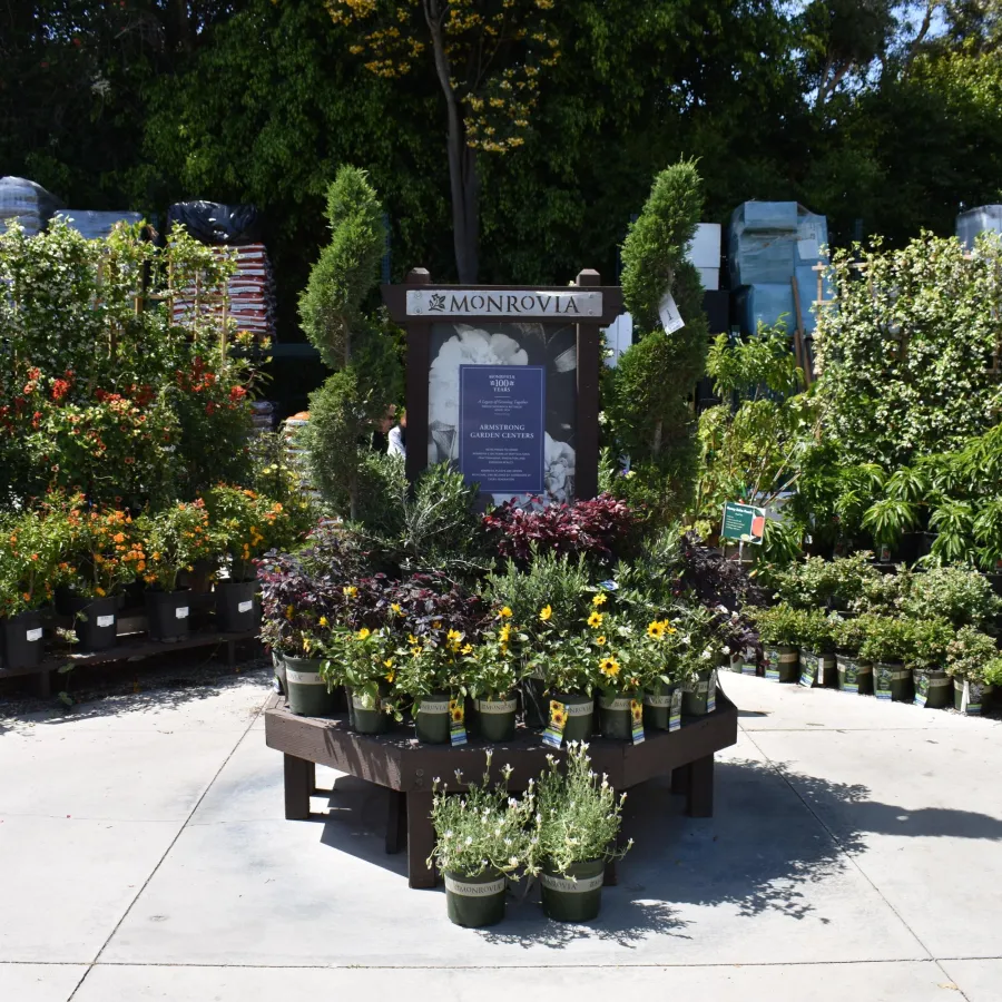 Outdoor garden center display with diverse flowering and green potted plants under bright sunlight.