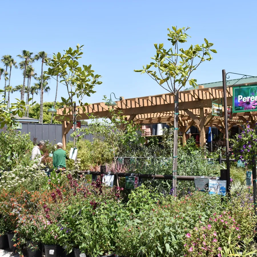 Outdoor garden center with diverse perennial plants and flowers under a clear blue sky with palm trees.