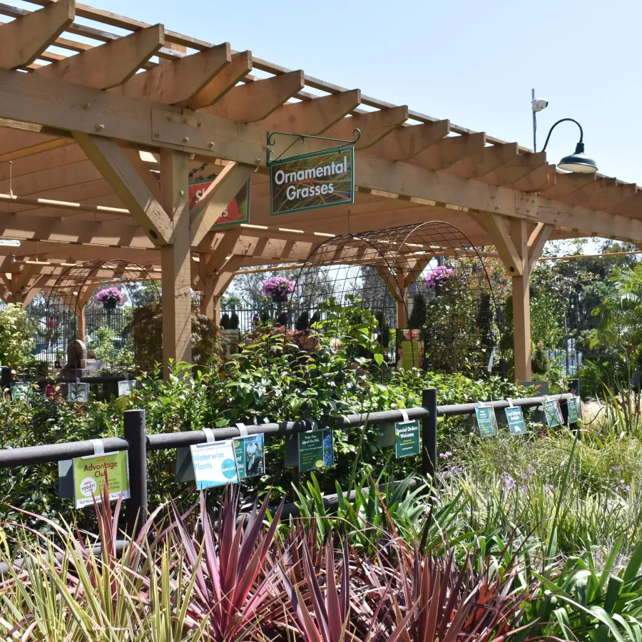 Outdoor nursery section with ornamental grasses and plants under a wooden pergola on a sunny day.