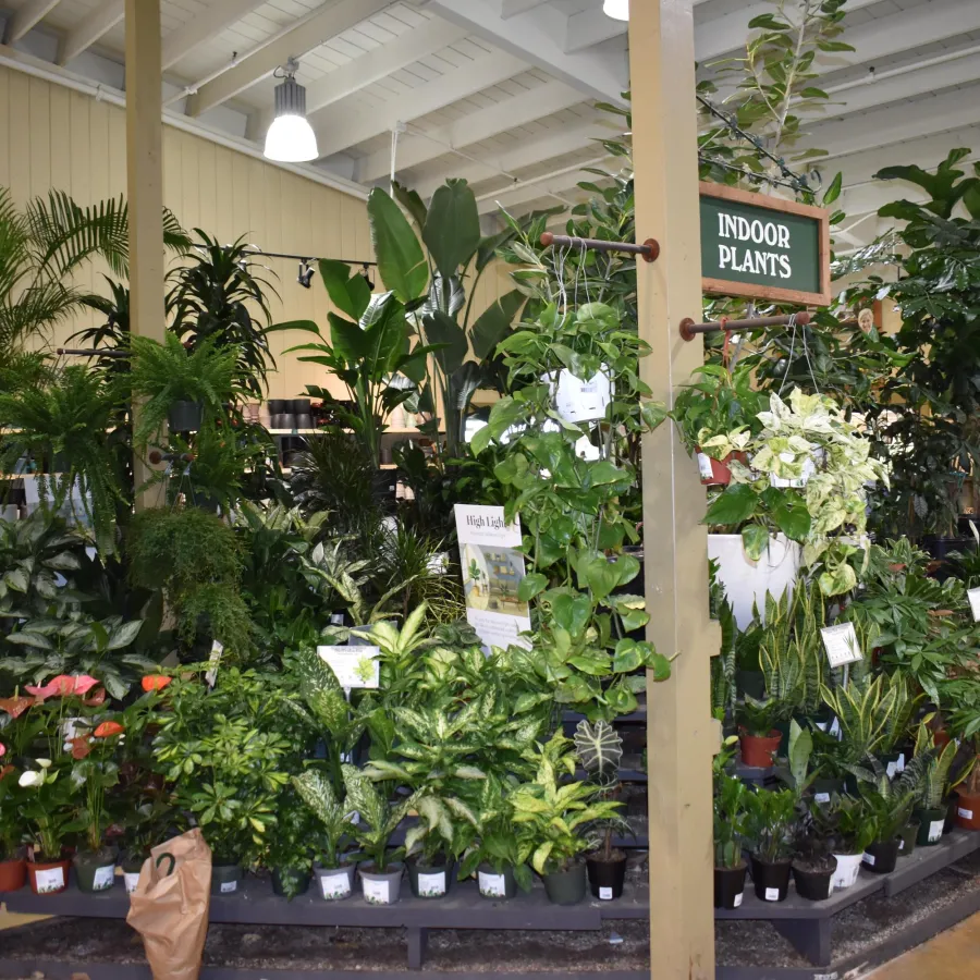 Indoor plant section in a store with diverse lush green potted plants neatly arranged on shelves.