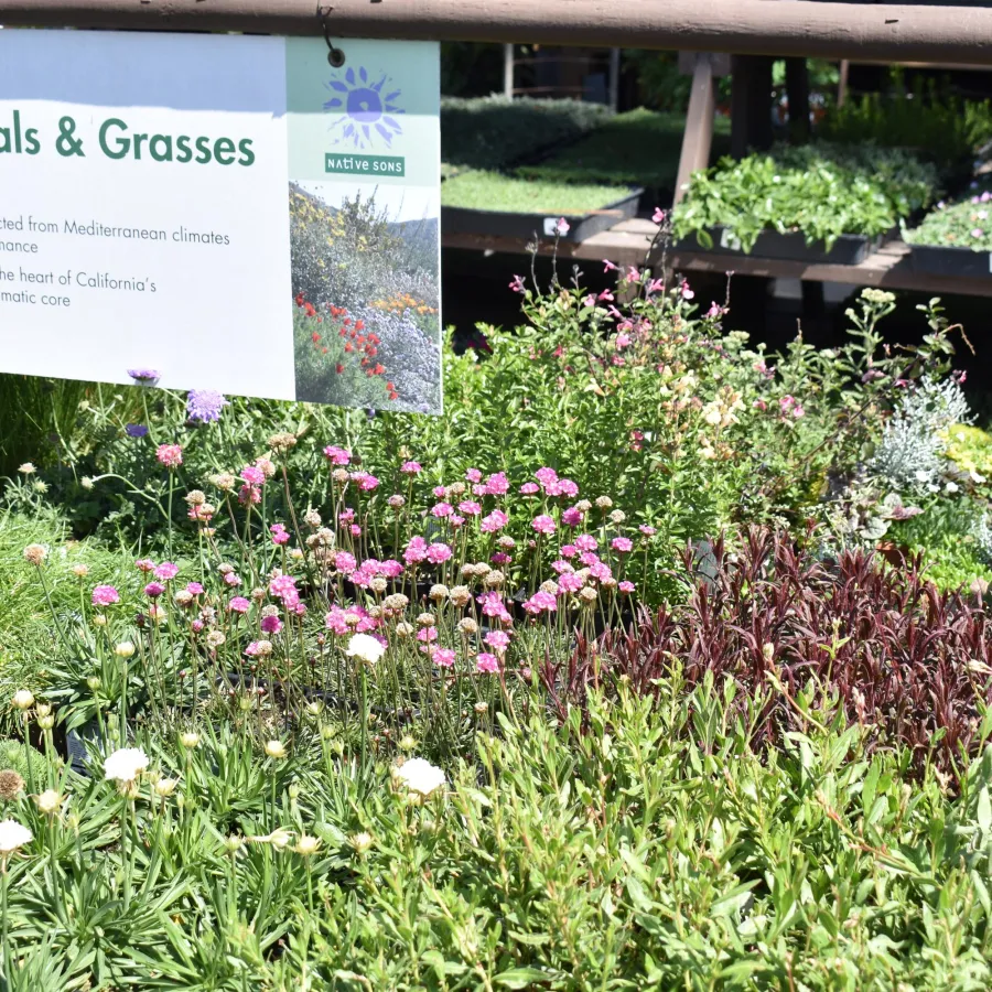 Garden center section featuring a variety of perennial plants and grasses with informational signage.