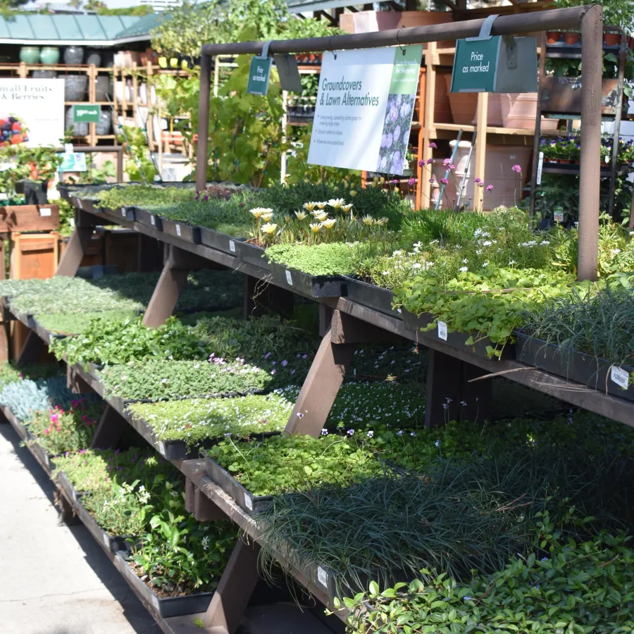 Outdoor nursery display of various groundcovers and lawn alternative plants on wooden shelves under sunlight.