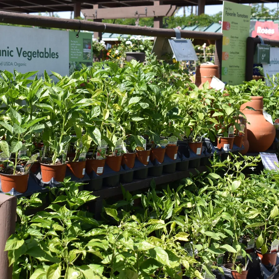 Rows of potted organic vegetable plants displayed in a garden center under sunlight with informational signs.
