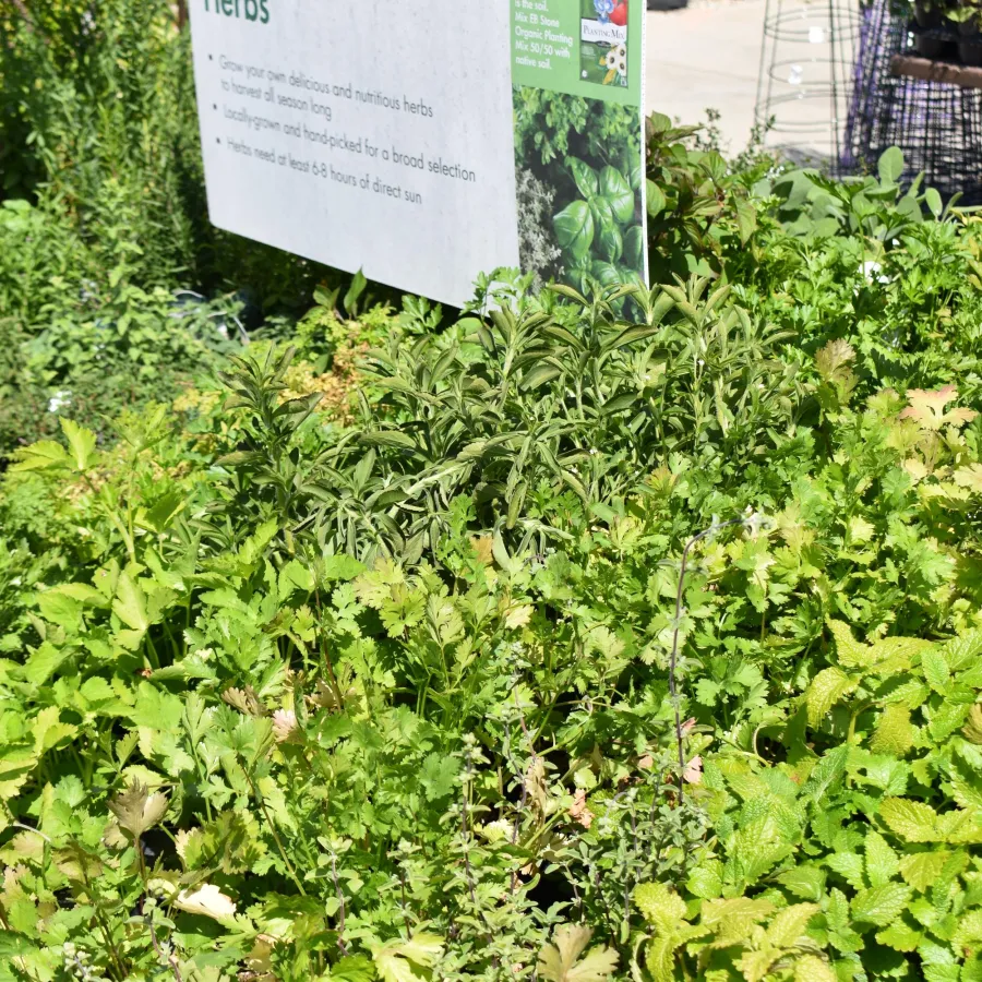 Green herb plants growing densely under a garden center sign about herbs and gardening tips.