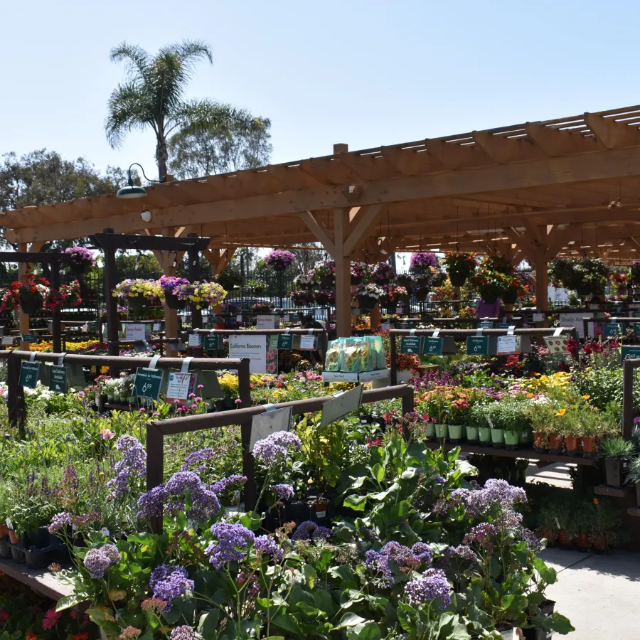 Outdoor garden center with diverse potted flowers and plants under wooden pergolas on a sunny day.