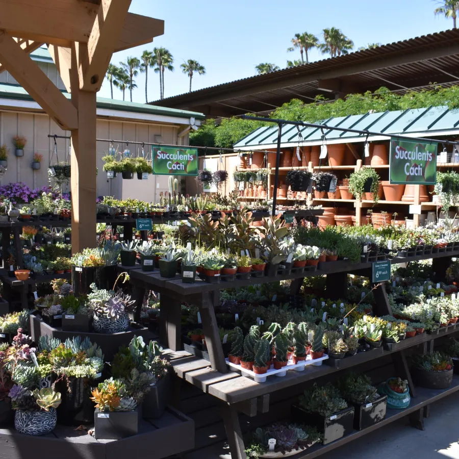 Outdoor garden center with various succulents and cacti displayed on black shelves under wooden pergolas on a sunny day.