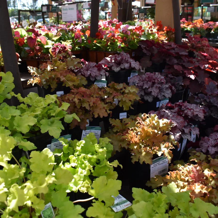 Colorful potted foliage plants in shades of green, orange, red, and purple displayed on shelves in a garden center.