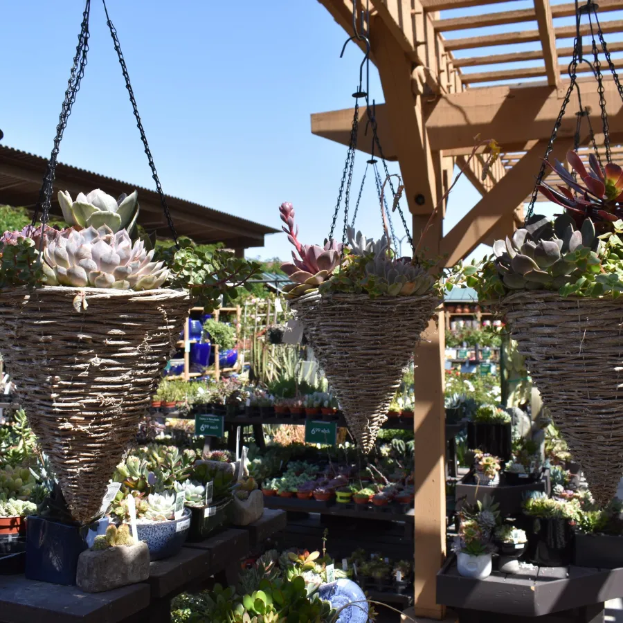 Three hanging wicker baskets with succulent plants under a wooden pergola in a nursery on a sunny day