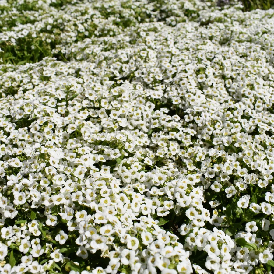 Dense cluster of small white flowers covering green foliage in bright natural light outdoors.