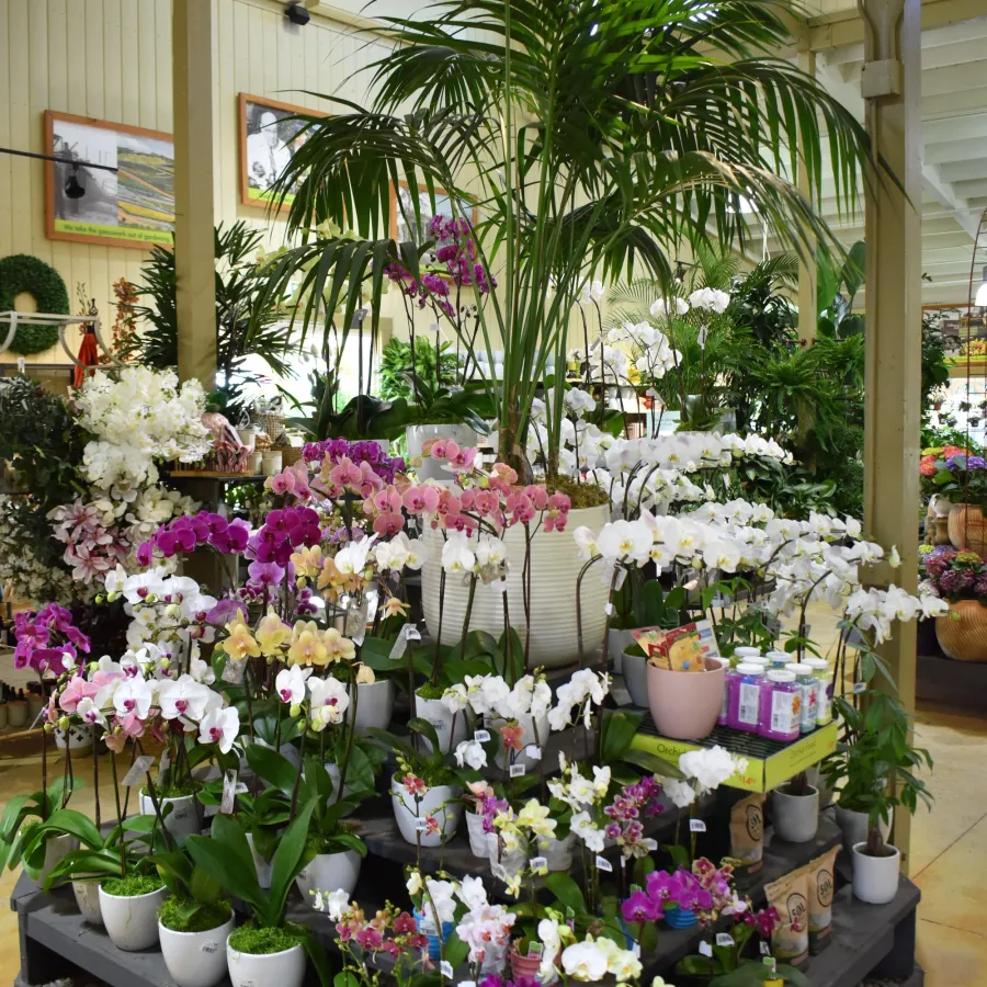 Indoor flower shop display with various colorful orchids and a tall palm plant in a bright setting