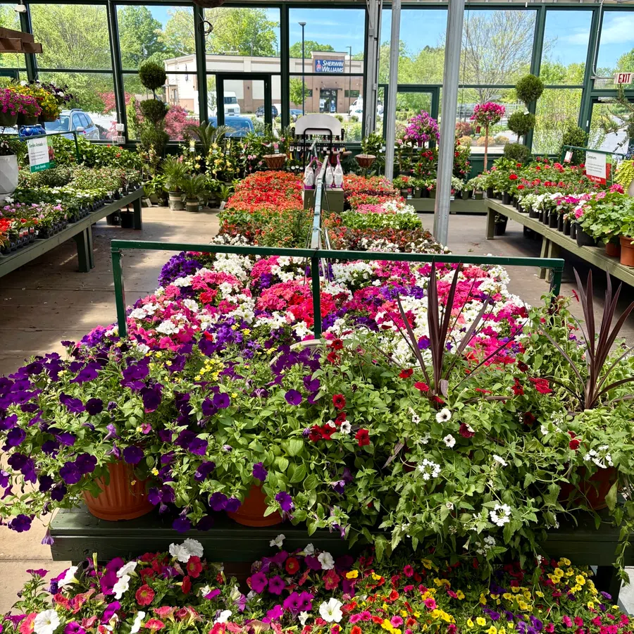 Colorful flowering plants in pots arranged on tables inside a bright greenhouse garden center.