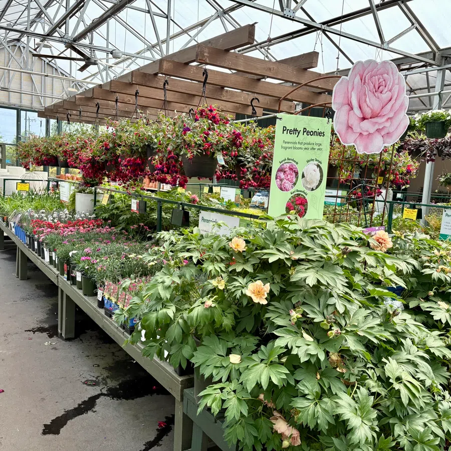 Bright greenhouse interior with hanging baskets and tables filled with blooming peonies and other colorful flowers.