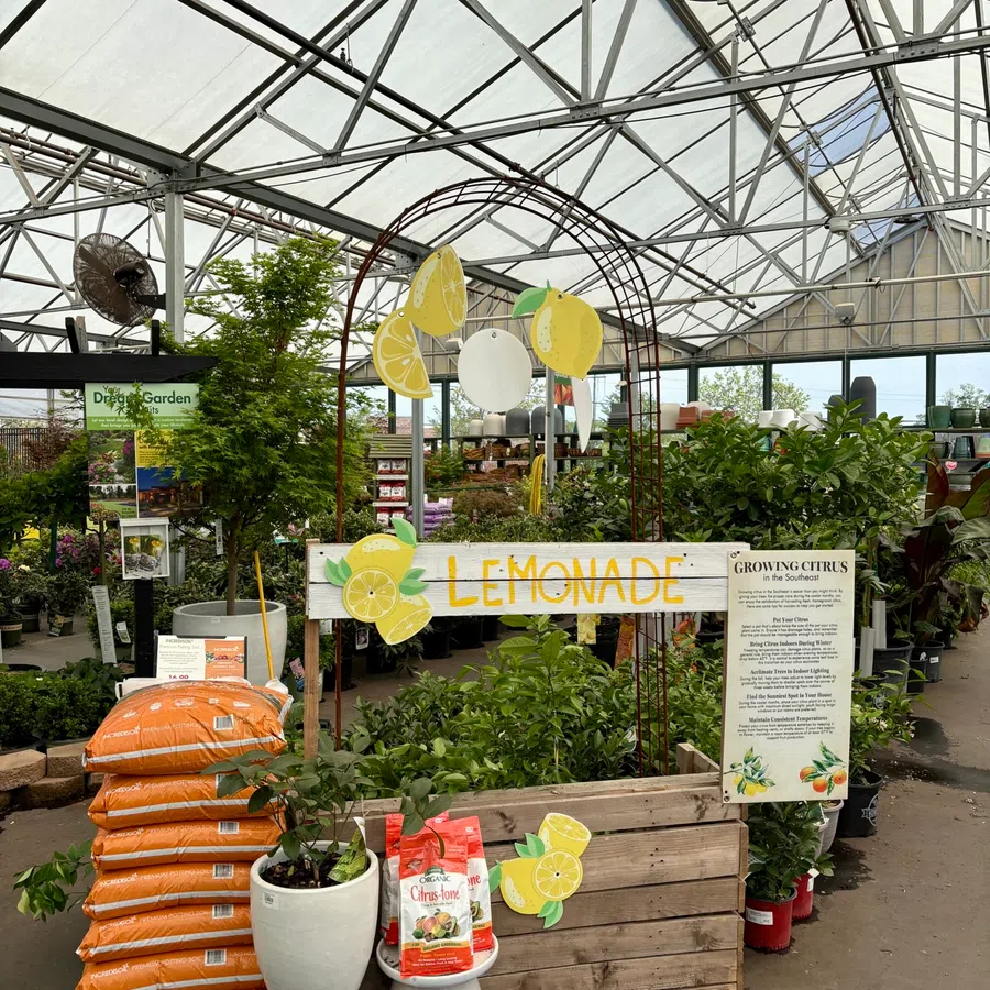 Lemonade-themed plant display in greenhouse with citrus plants, fertilizer bags, and gardening information.
