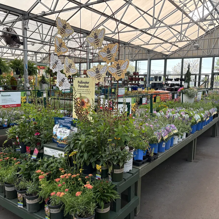 Indoor garden center display with potted flowers and plants under a glass greenhouse roof