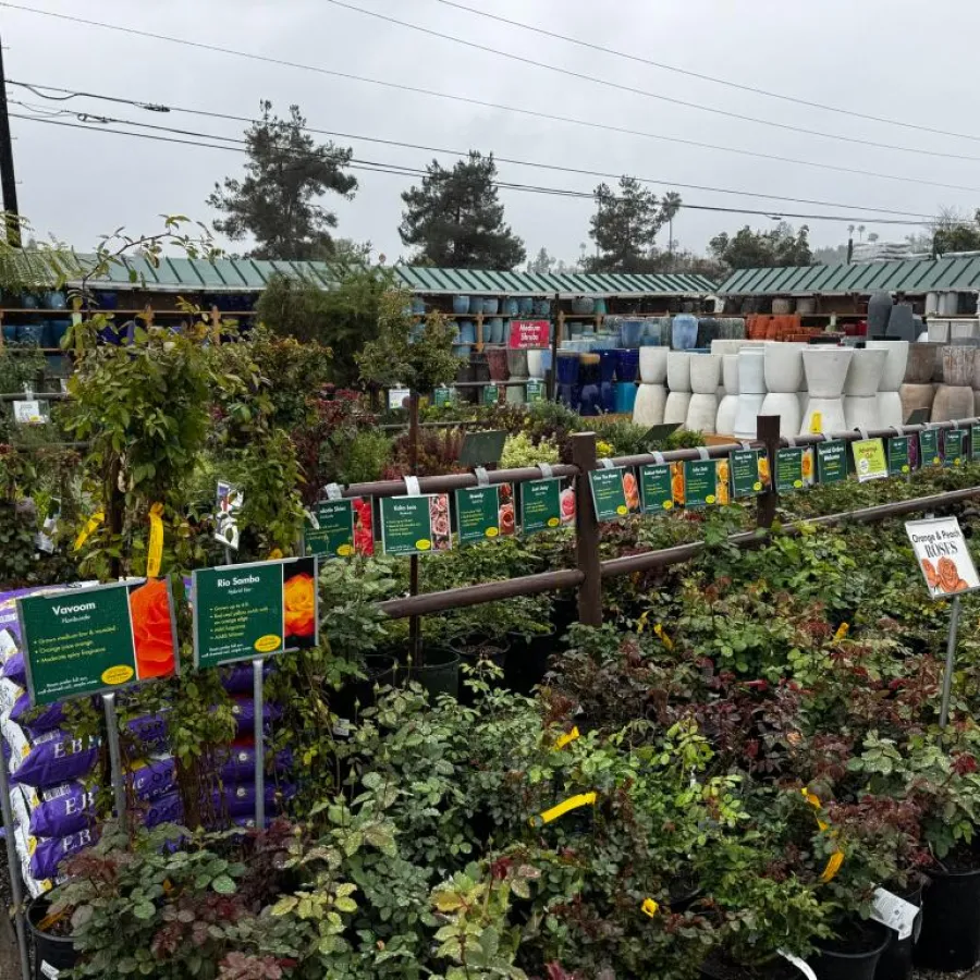 Outdoor garden center with rows of potted plants and flowers, informational signs, and large ceramic pots under a cloudy sky.